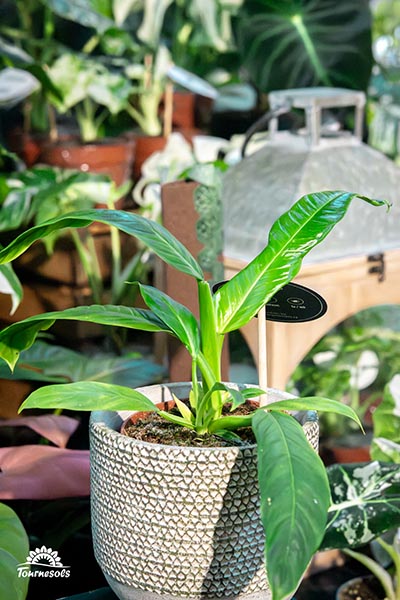Philodendron Campii